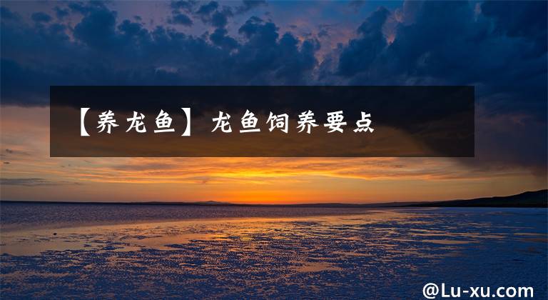 【养龙鱼】龙鱼饲养要点