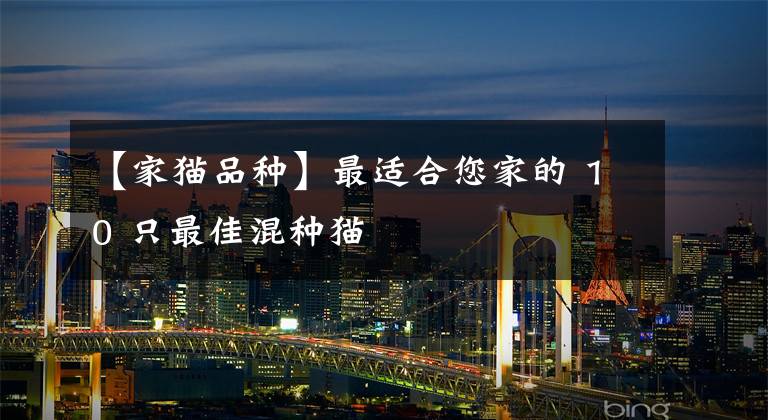 【家猫品种】最适合您家的 10 只最佳混种猫