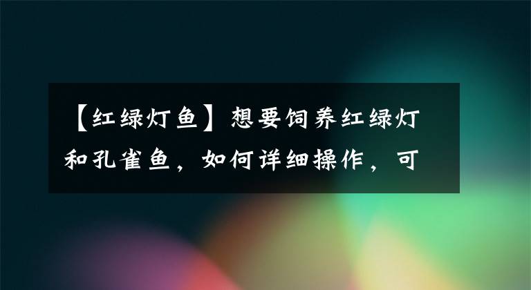 【红绿灯鱼】想要饲养红绿灯和孔雀鱼，如何详细操作，可以保证鱼缸水质？