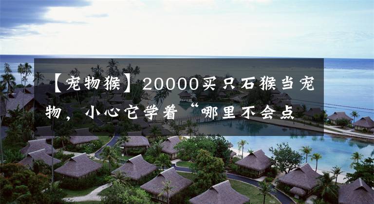 【宠物猴】20000买只石猴当宠物，小心它学着“哪里不会点哪里，so，easy”