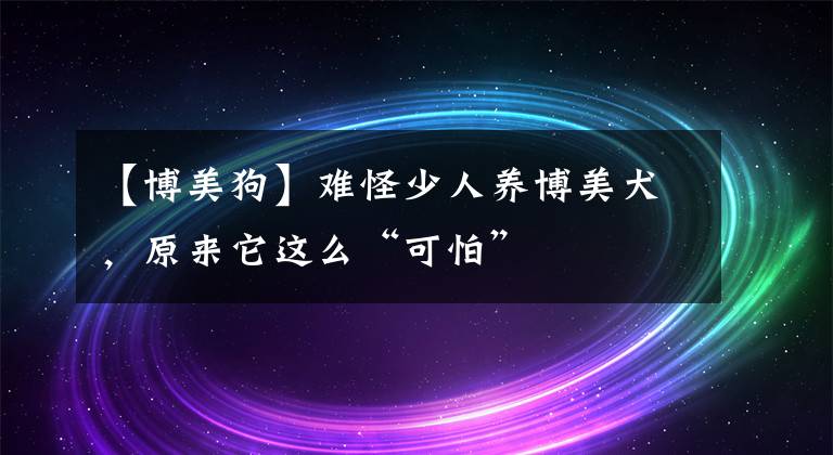【博美狗】难怪少人养博美犬，原来它这么“可怕”