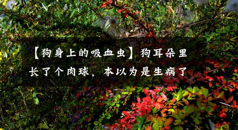【狗身上的吸血虫】狗耳朵里长了个肉球，本以为是生病了，用钳子一夹发现竟是吸血虫