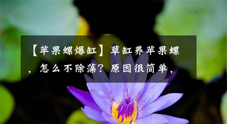 【苹果螺爆缸】草缸养苹果螺，怎么不除藻？原因很简单，只是没想到而已