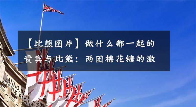 【比熊图片】做什么都一起的贵宾与比熊：两团棉花糖的激萌日常