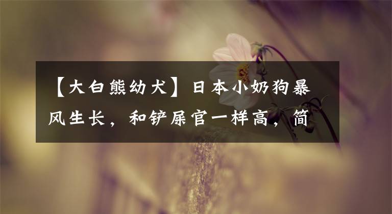 【大白熊幼犬】日本小奶狗暴风生长,和铲屎官一样高,简直是披着熊皮的汪哇