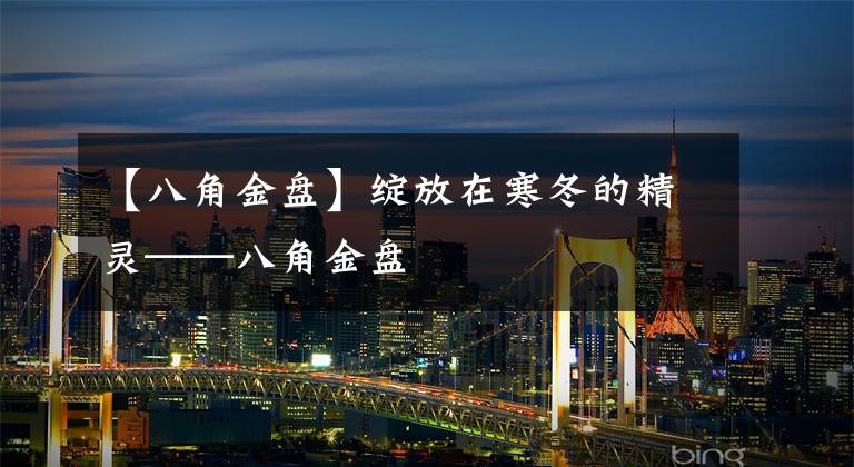 【八角金盘】绽放在寒冬的精灵——八角金盘