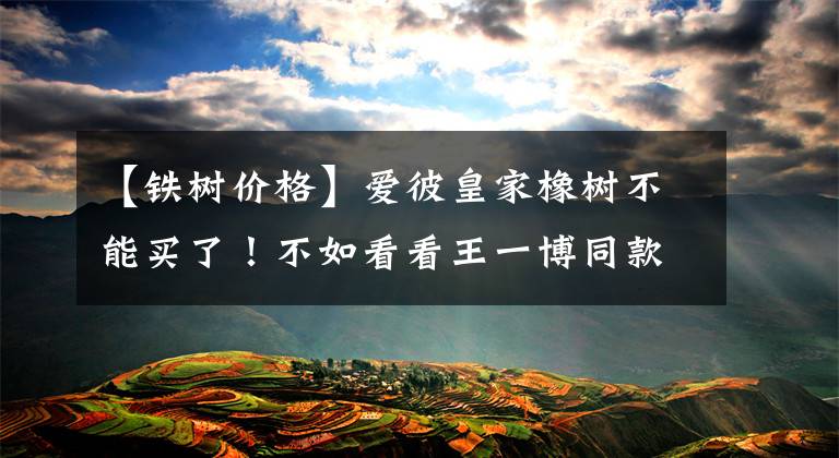 【铁树价格】爱彼皇家橡树不能买了！不如看看王一博同款“农家铁树”吧