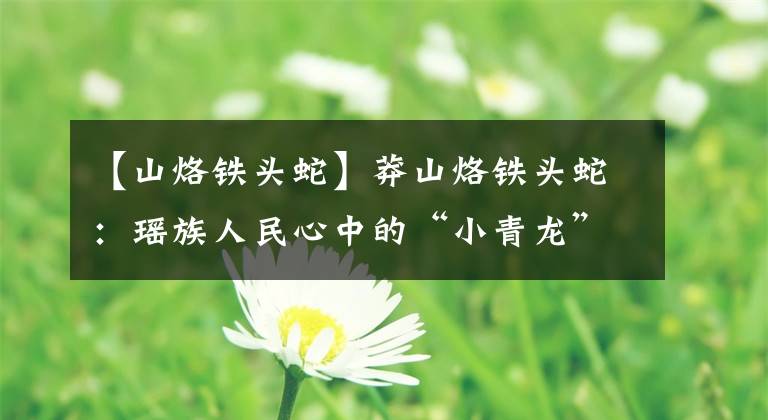 【山烙铁头蛇】莽山烙铁头蛇:瑶族人民心中的“小青龙”,中国最稀有的毒蛇