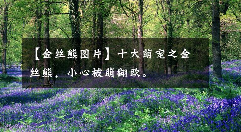 【金丝熊图片】十大萌宠之金丝熊，小心被萌翻欧。