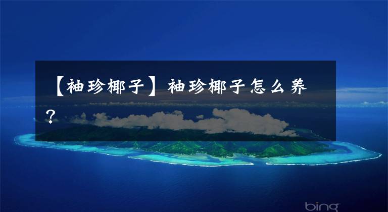 【袖珍椰子】袖珍椰子怎么养?