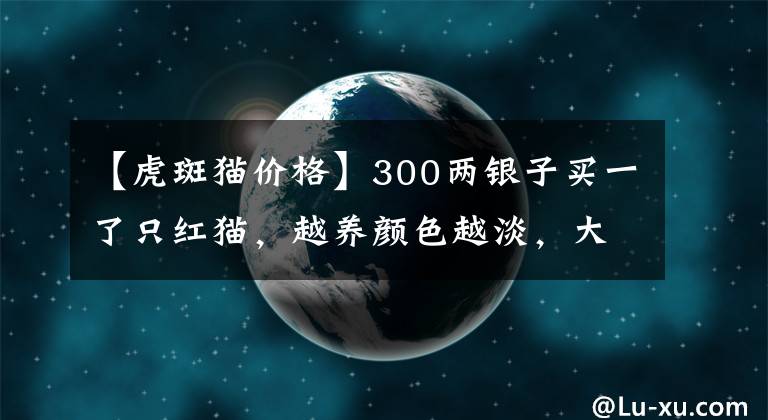 【虎斑猫价格】300两银子买一了只红猫，越养颜色越淡，大太监：我上了孙三的当