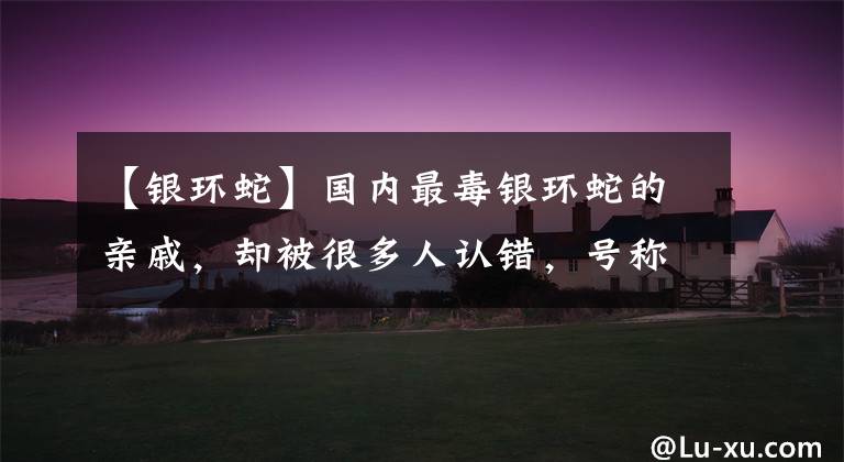 【银环蛇】国内最毒银环蛇的亲戚,却被很多人认错,号称“夜魔”的印度环蛇