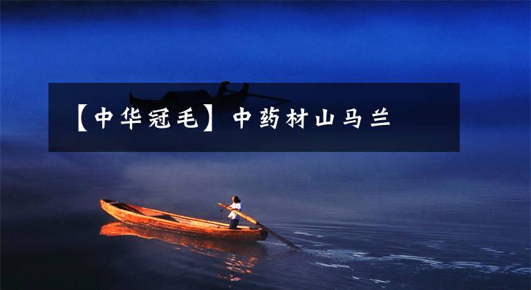 【中华冠毛】中药材山马兰