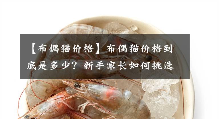 【布偶猫价格】布偶猫价格到底是多少？新手家长如何挑选心爱的布偶猫？