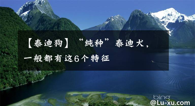 【泰迪狗】“纯种”泰迪犬，一般都有这6个特征