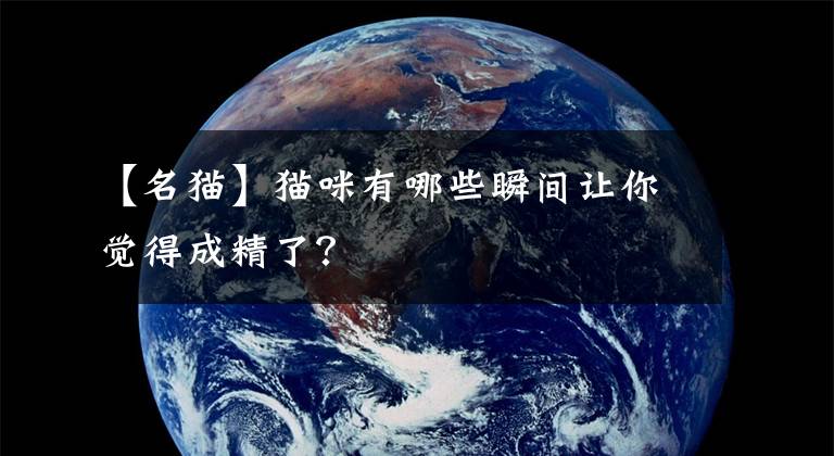 【名猫】猫咪有哪些瞬间让你觉得成精了?