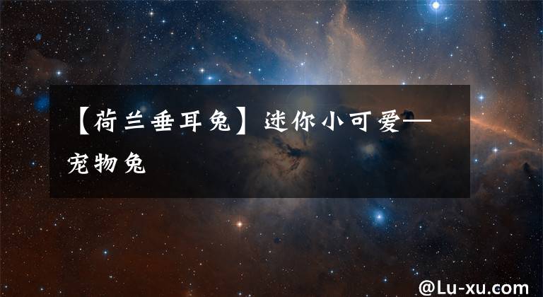 【荷兰垂耳兔】迷你小可爱—宠物兔