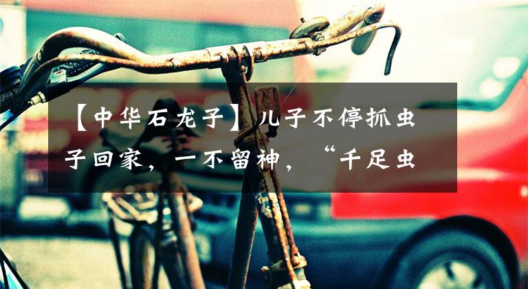 【中华石龙子】儿子不停抓虫子回家，一不留神，“千足虫”爬进妈妈的被子里，结果…