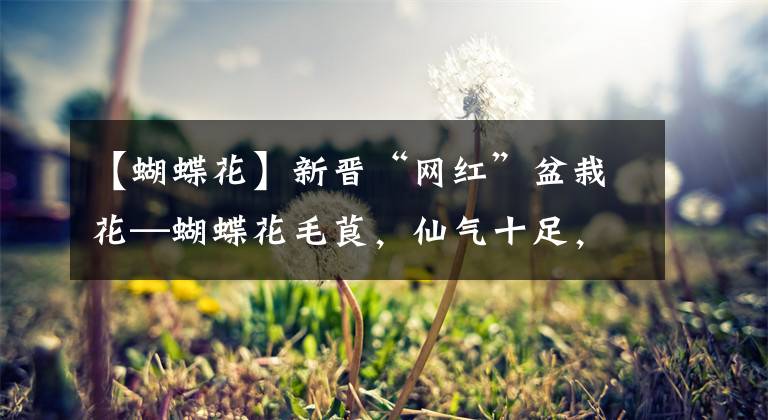 【蝴蝶花】新晋“网红”盆栽花—蝴蝶花毛茛，仙气十足，栽培容易，值得拥有