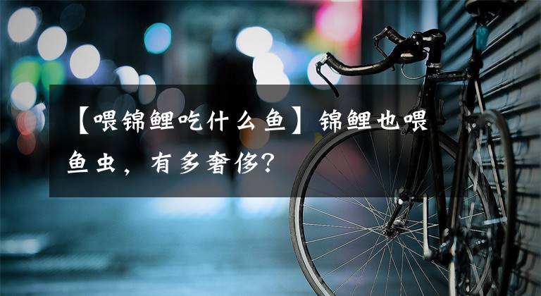 【喂锦鲤吃什么鱼】锦鲤也喂鱼虫，有多奢侈？