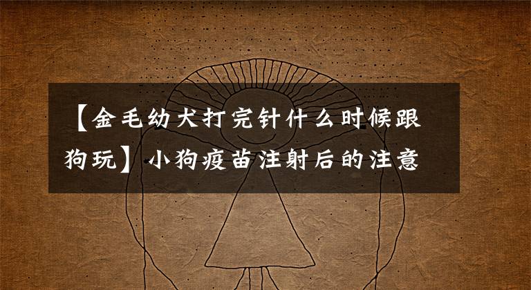 【金毛幼犬打完针什么时候跟狗玩】小狗疫苗注射后的注意事项
