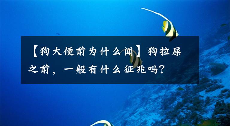 【狗大便前为什么闻】狗拉屎之前，一般有什么征兆吗？