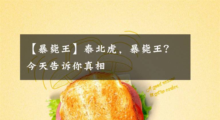 【暴毙王】泰北虎，暴毙王？今天告诉你真相