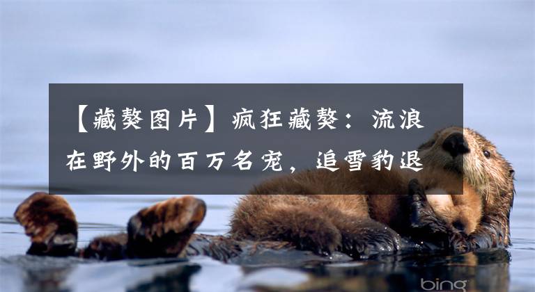 【藏獒图片】疯狂藏獒：流浪在野外的百万名宠，追雪豹退棕熊，已成高原霸主