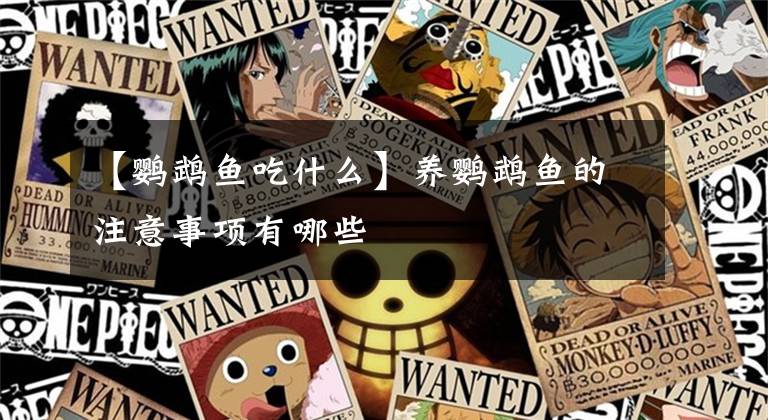 【鹦鹉鱼吃什么】养鹦鹉鱼的注意事项有哪些