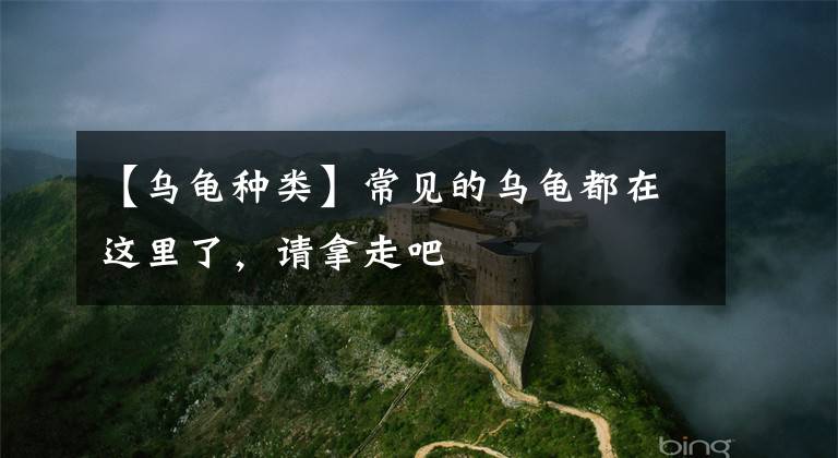 【乌龟种类】常见的乌龟都在这里了，请拿走吧