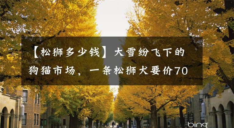 【松狮多少钱】大雪纷飞下的狗猫市场，一条松狮犬要价700元！