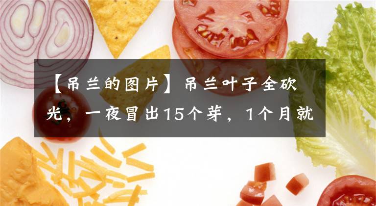 【吊兰的图片】吊兰叶子全砍光，一夜冒出15个芽，1个月就爆盆！