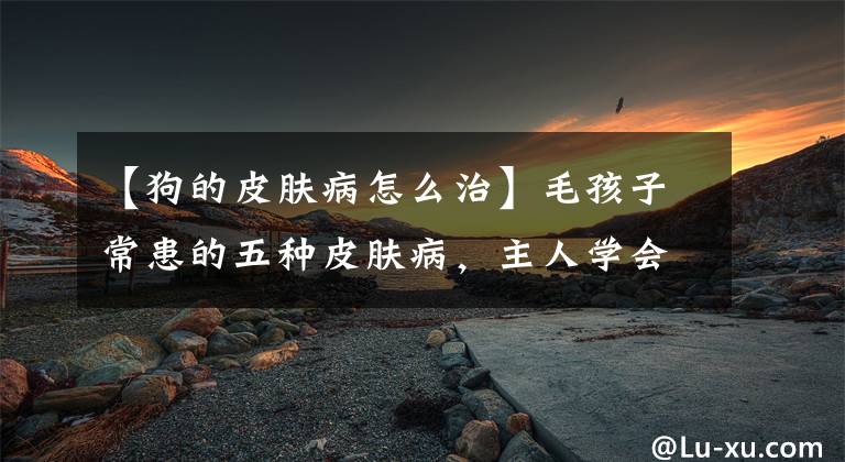 【狗的皮肤病怎么治】毛孩子常患的五种皮肤病，主人学会对症下药，才能帮狗狗止痒
