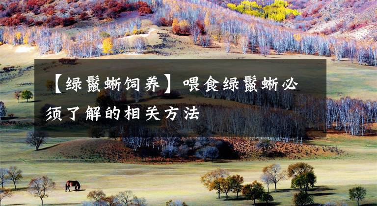 【绿鬣蜥饲养】喂食绿鬣蜥必须了解的相关方法