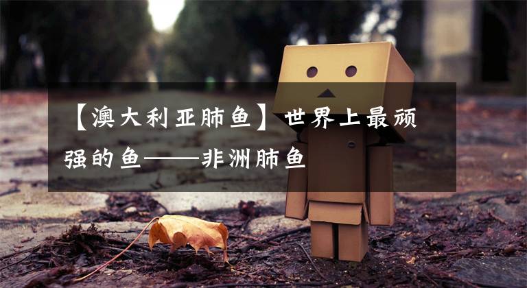 【澳大利亚肺鱼】世界上最顽强的鱼——非洲肺鱼