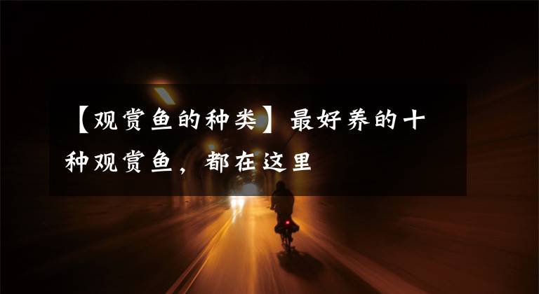 【观赏鱼的种类】最好养的十种观赏鱼，都在这里