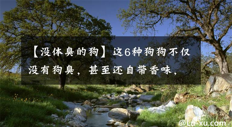 【没体臭的狗】这6种狗狗不仅没有狗臭，甚至还自带香味，哪种是你在养的？