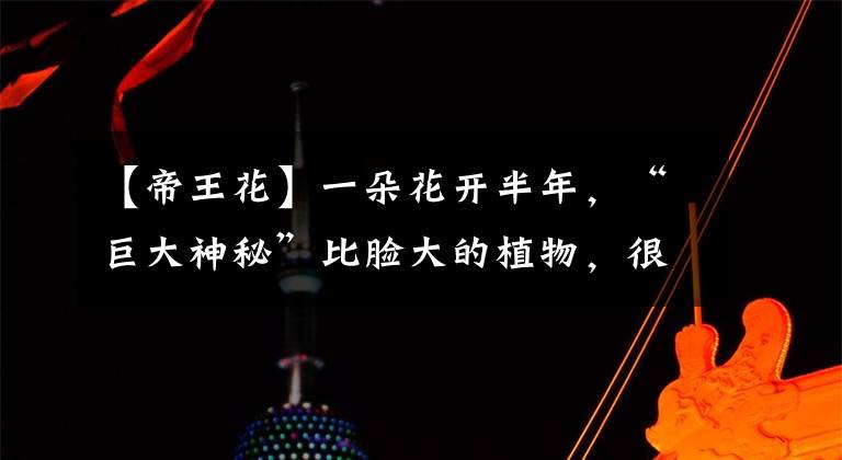 【帝王花】一朵花开半年，“巨大神秘”比脸大的植物，很少见，很吉利