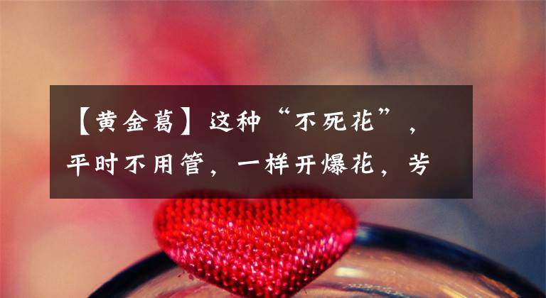 【黄金葛】这种“不死花”，平时不用管，一样开爆花，芳香四溢，四季不休息