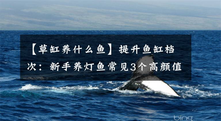 【草缸养什么鱼】提升鱼缸档次:新手养灯鱼常见3个高颜值品种,搭配水草缸更好