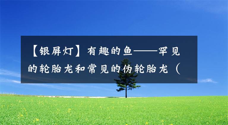 【银屏灯】有趣的鱼——罕见的轮胎龙和常见的伪轮胎龙（大刺鳅）