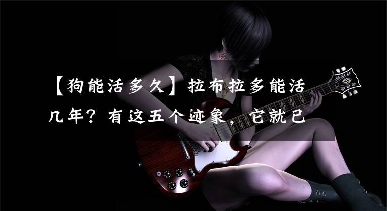 【狗能活多久】拉布拉多能活几年？有这五个迹象，它就已经是老年狗了