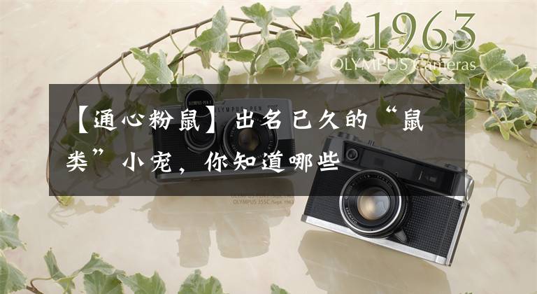 【通心粉鼠】出名已久的“鼠类”小宠，你知道哪些