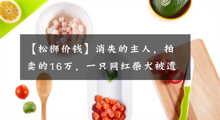 【松狮价钱】消失的主人，拍卖的16万，一只网红柴犬被遗弃的半生