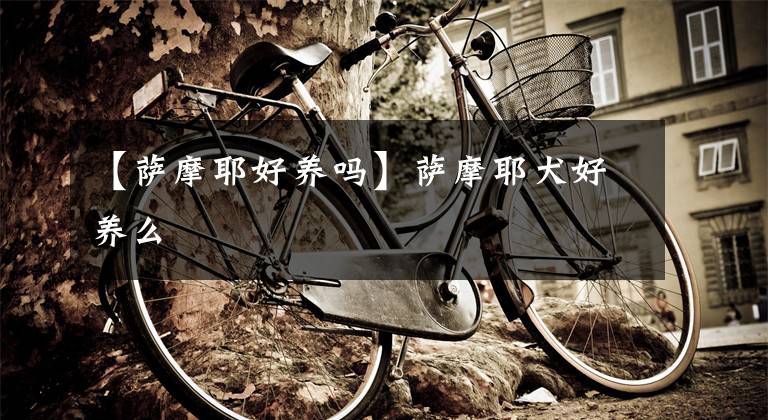 【萨摩耶好养吗】萨摩耶犬好养么