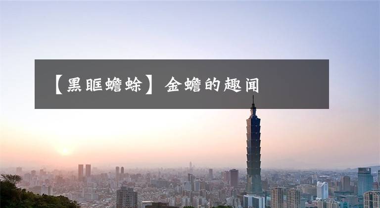 【黑眶蟾蜍】金蟾的趣闻