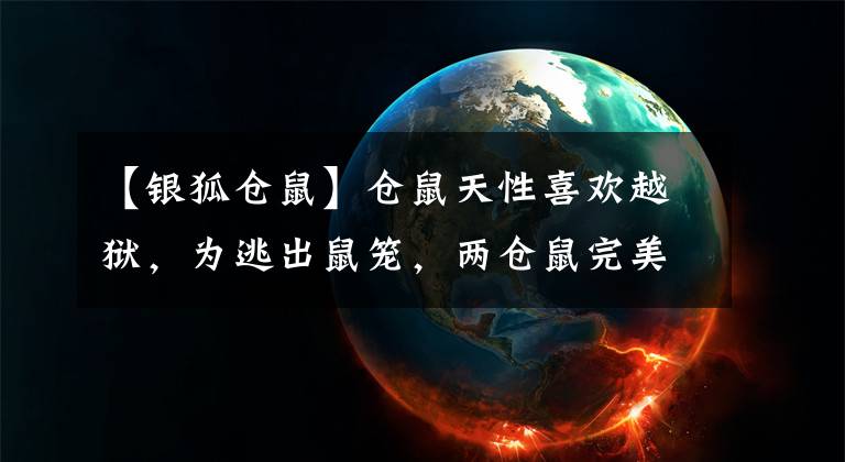 【银狐仓鼠】仓鼠天性喜欢越狱,为逃出鼠笼,两仓鼠完美配合成功脱逃