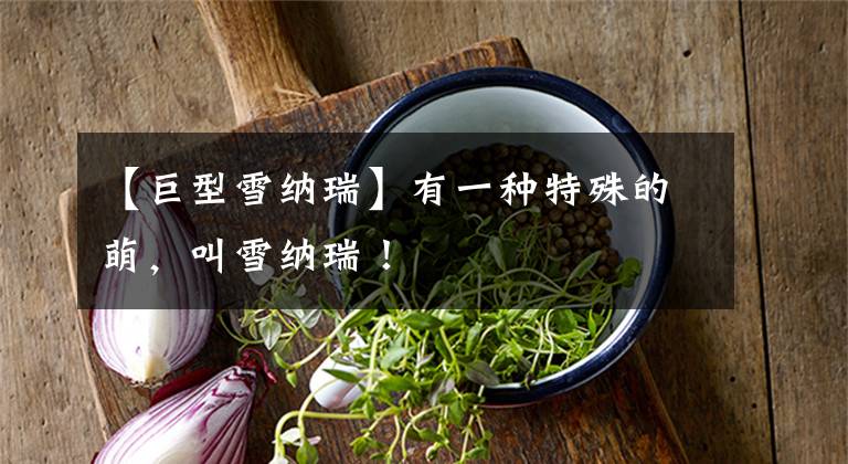 【巨型雪纳瑞】有一种特殊的萌，叫雪纳瑞！