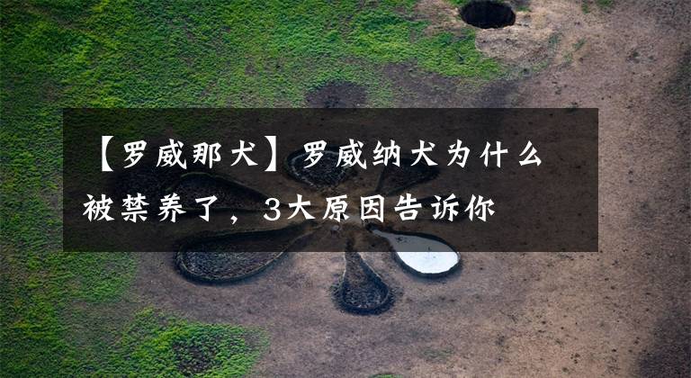 【罗威那犬】罗威纳犬为什么被禁养了,3大原因告诉你