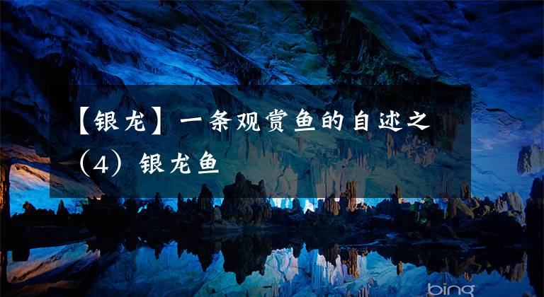 【银龙】一条观赏鱼的自述之（4）银龙鱼